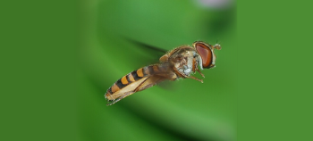 hoverfly card