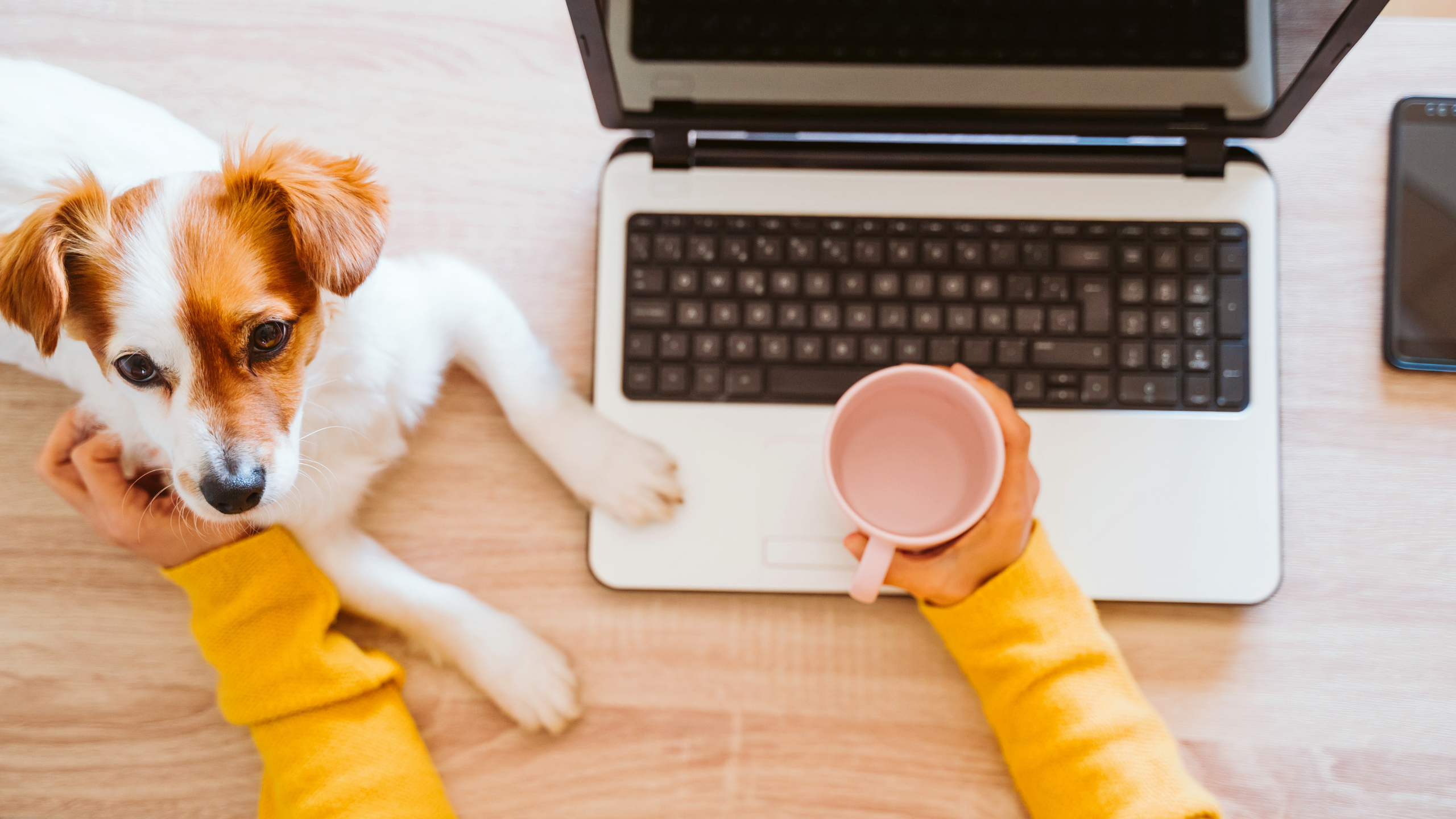 Dog sat on owners lap at laptop