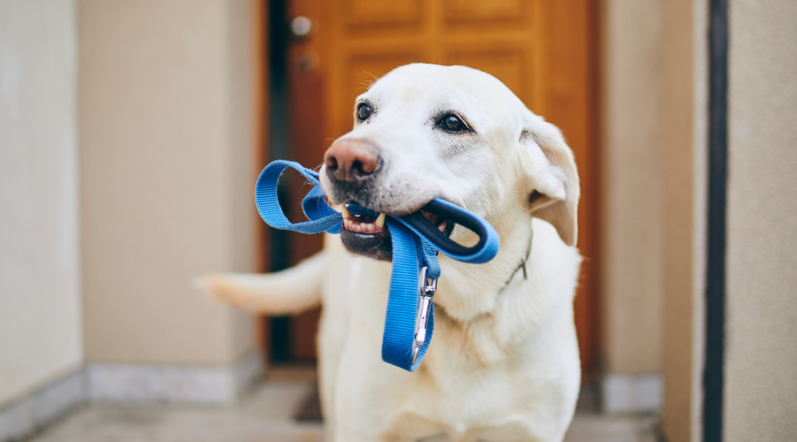 A dog holding a lead